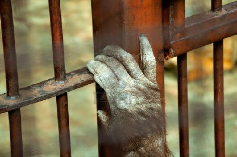 Coetzee, Sultán y el acercamiento a la naturaleza de lo humano